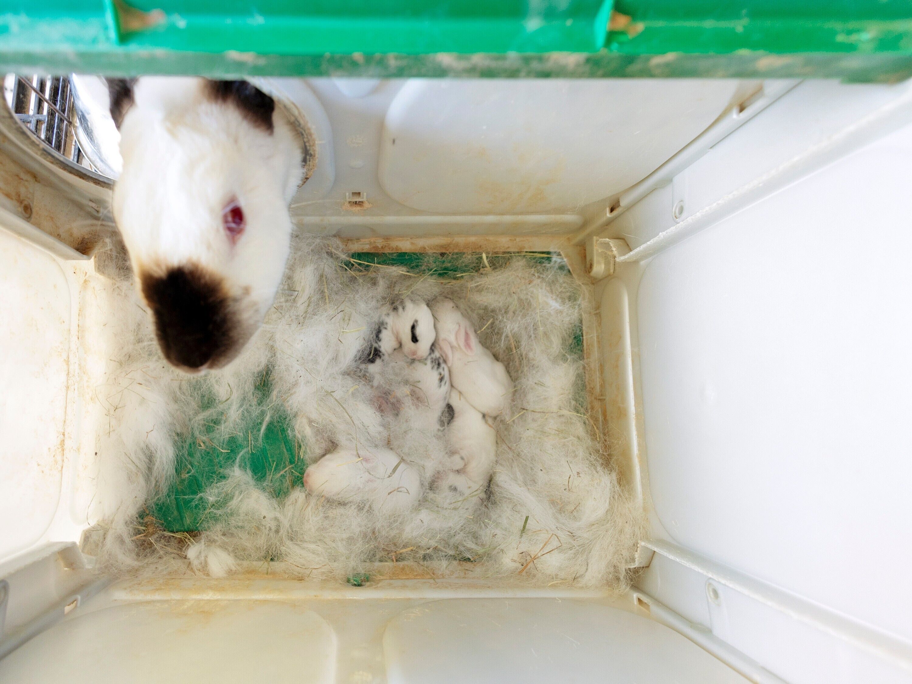 A pet carrier with a white interior, containing a sleeping rabbit and a white and brown dog.