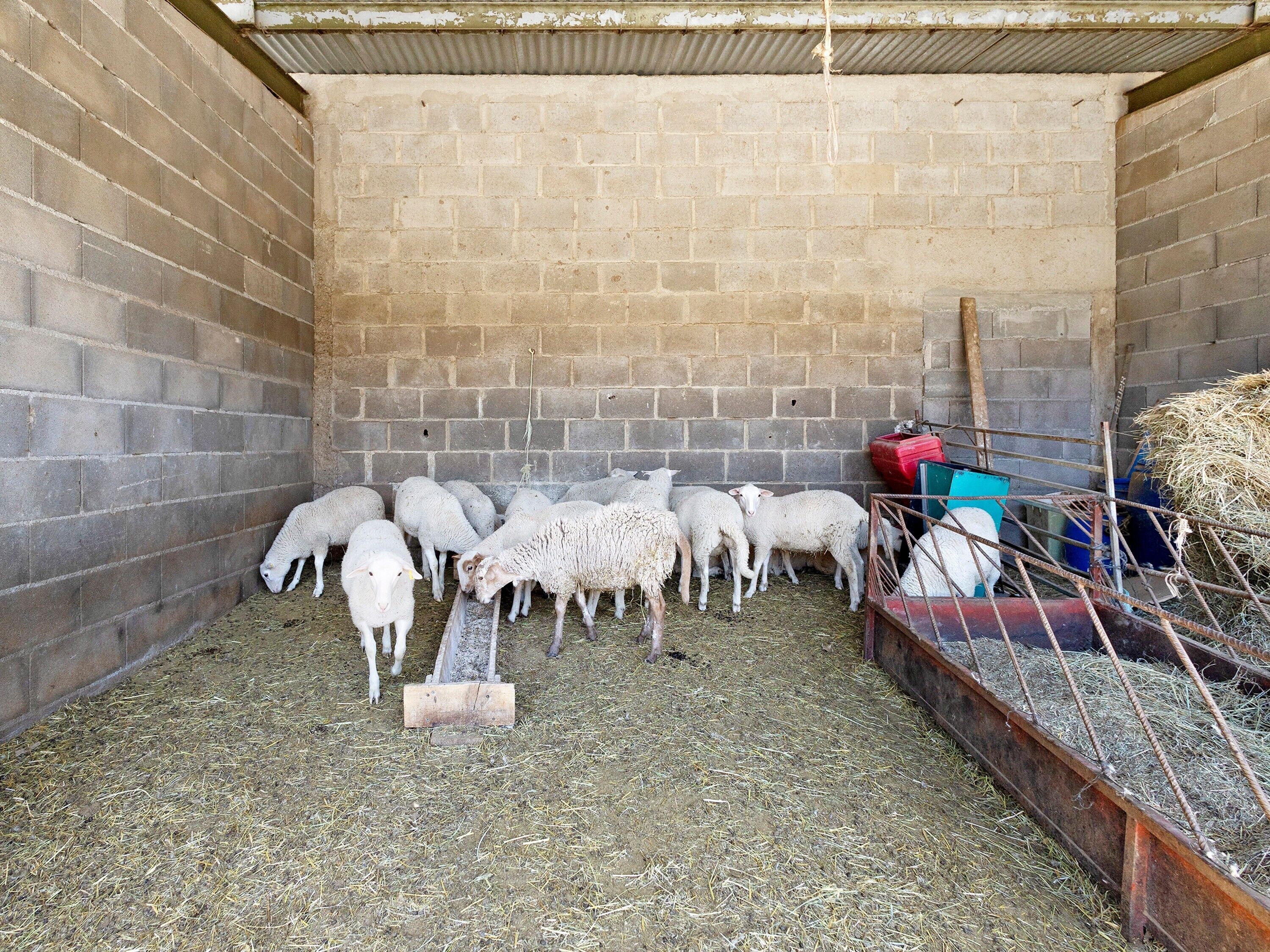 Une grange abritant un troupeau de moutons, du foin et des mangeoires.