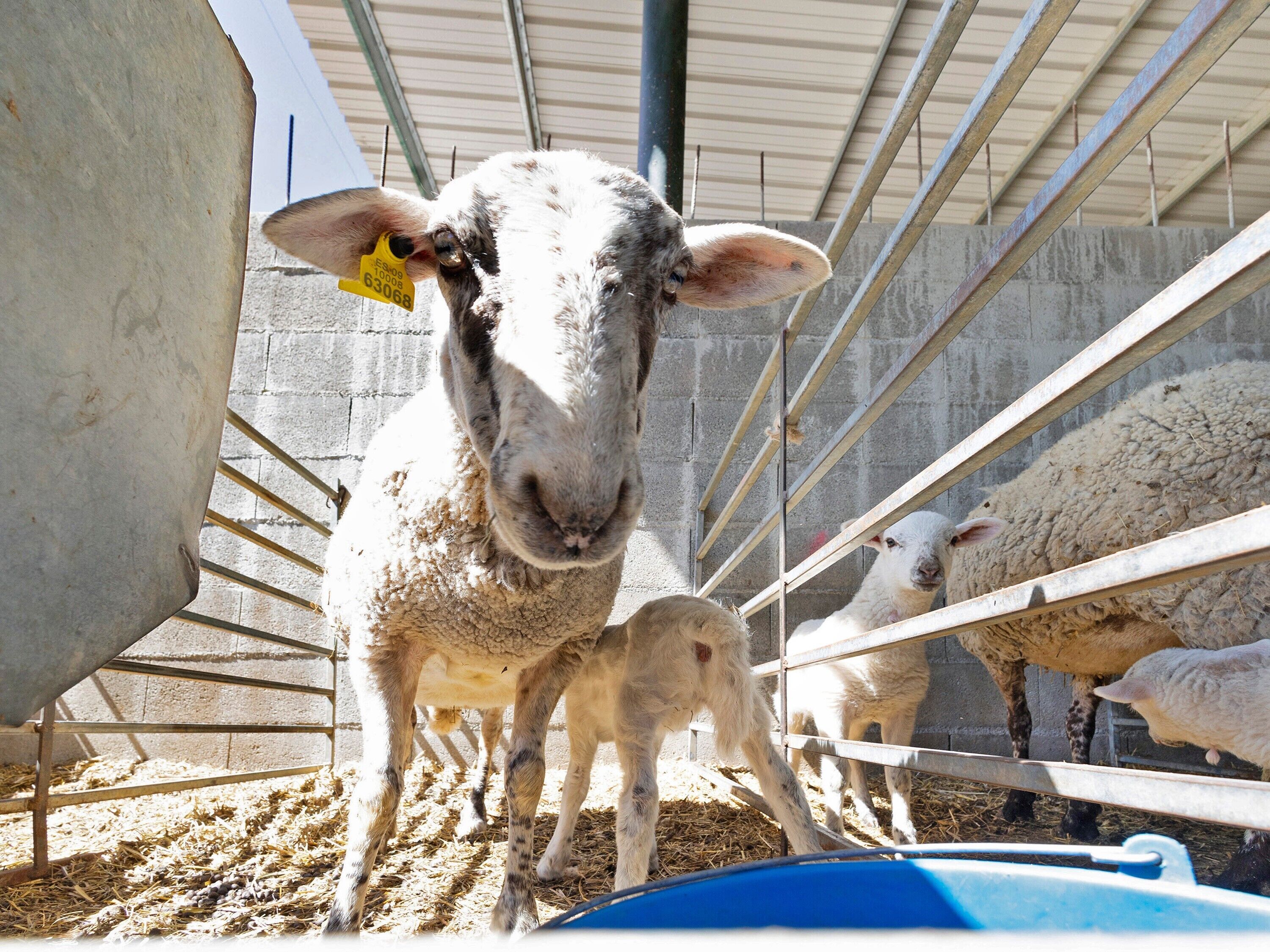 Un enclos à moutons avec des barreaux en métal et un mur en béton.