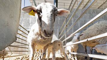 Un enclos à moutons avec des barreaux en métal et un mur en béton.
