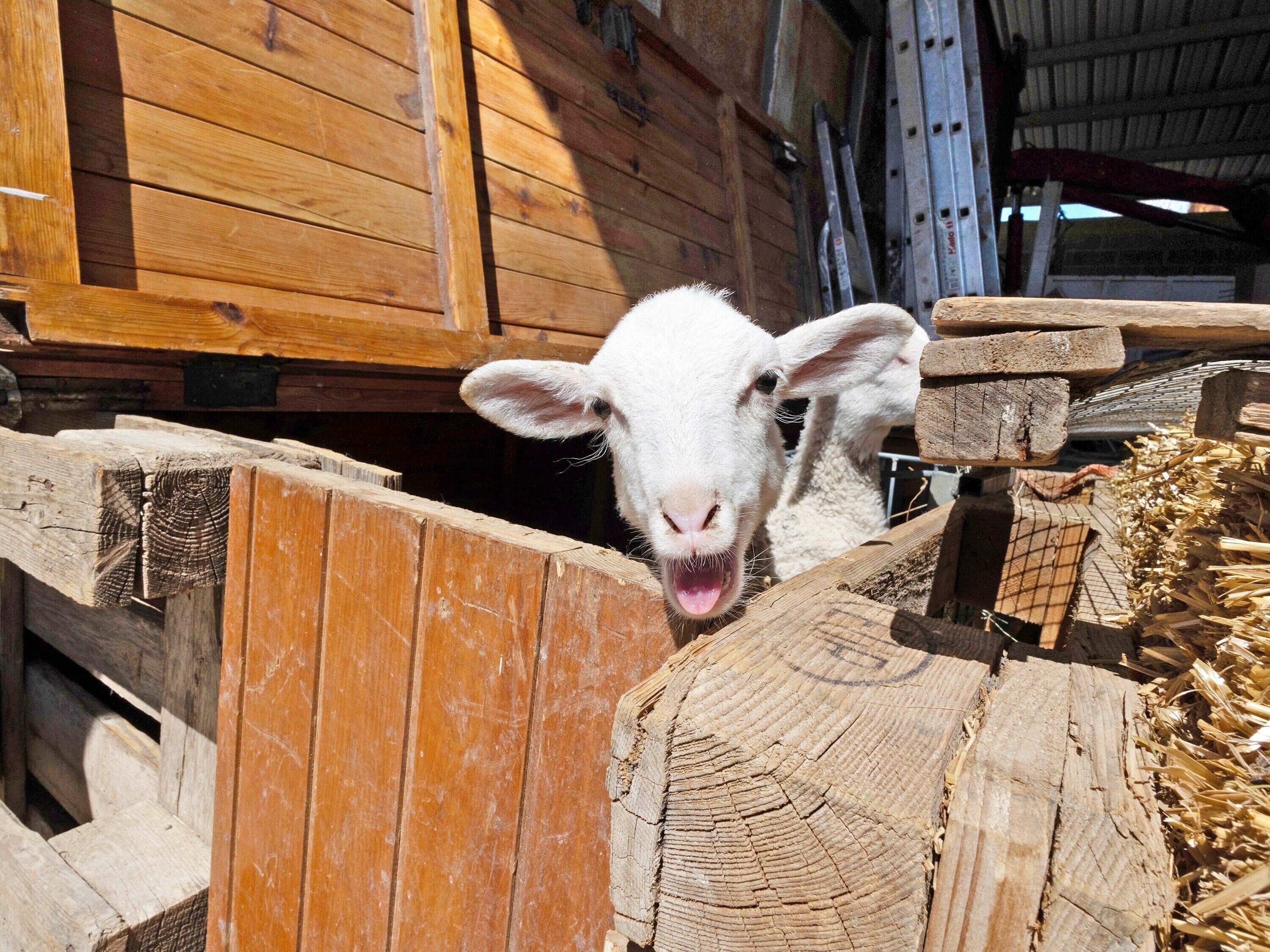 A wooden barn interior with a wooden fence and hay.