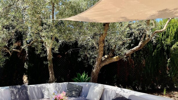 An outdoor seating area with a sofa and a table, surrounded by olive trees and a canopy.