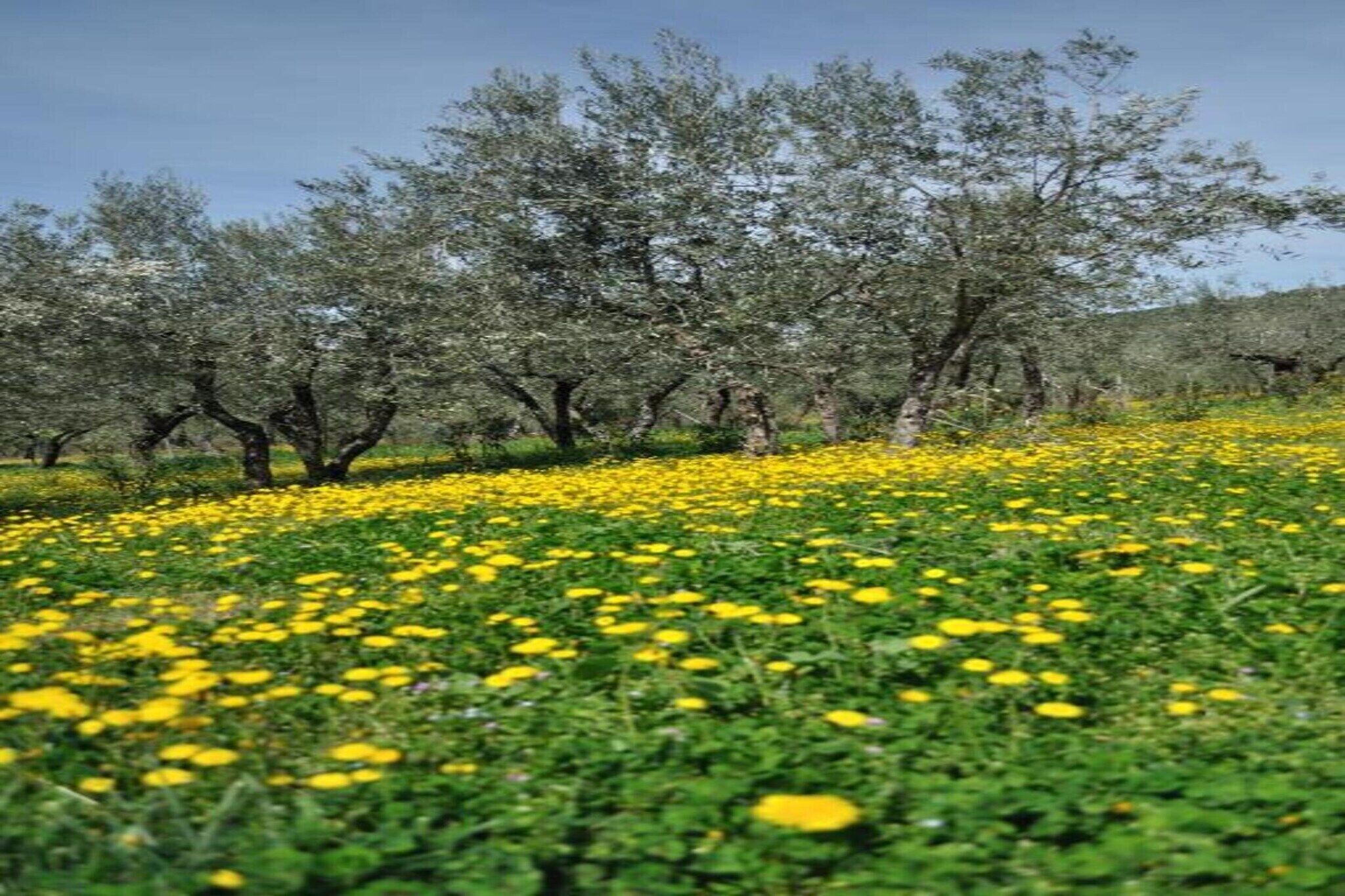 A field of yellow flowers with trees in the background.