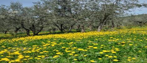 A field of yellow flowers with trees in the background.