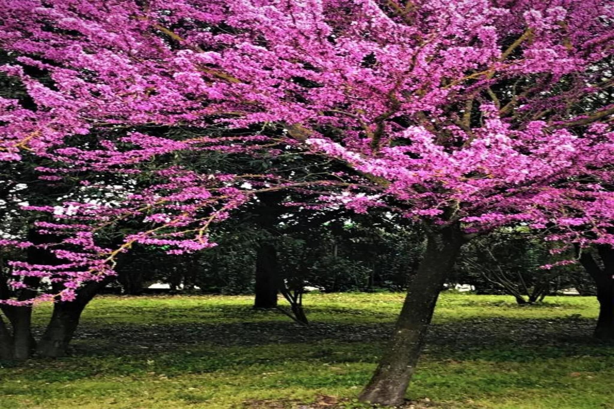 A park with cherry blossom trees in full bloom.
