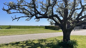 A large tree with white blossoms in a grassy area with a gravel path. - Hotelhuisjes Andijk (Andijk)