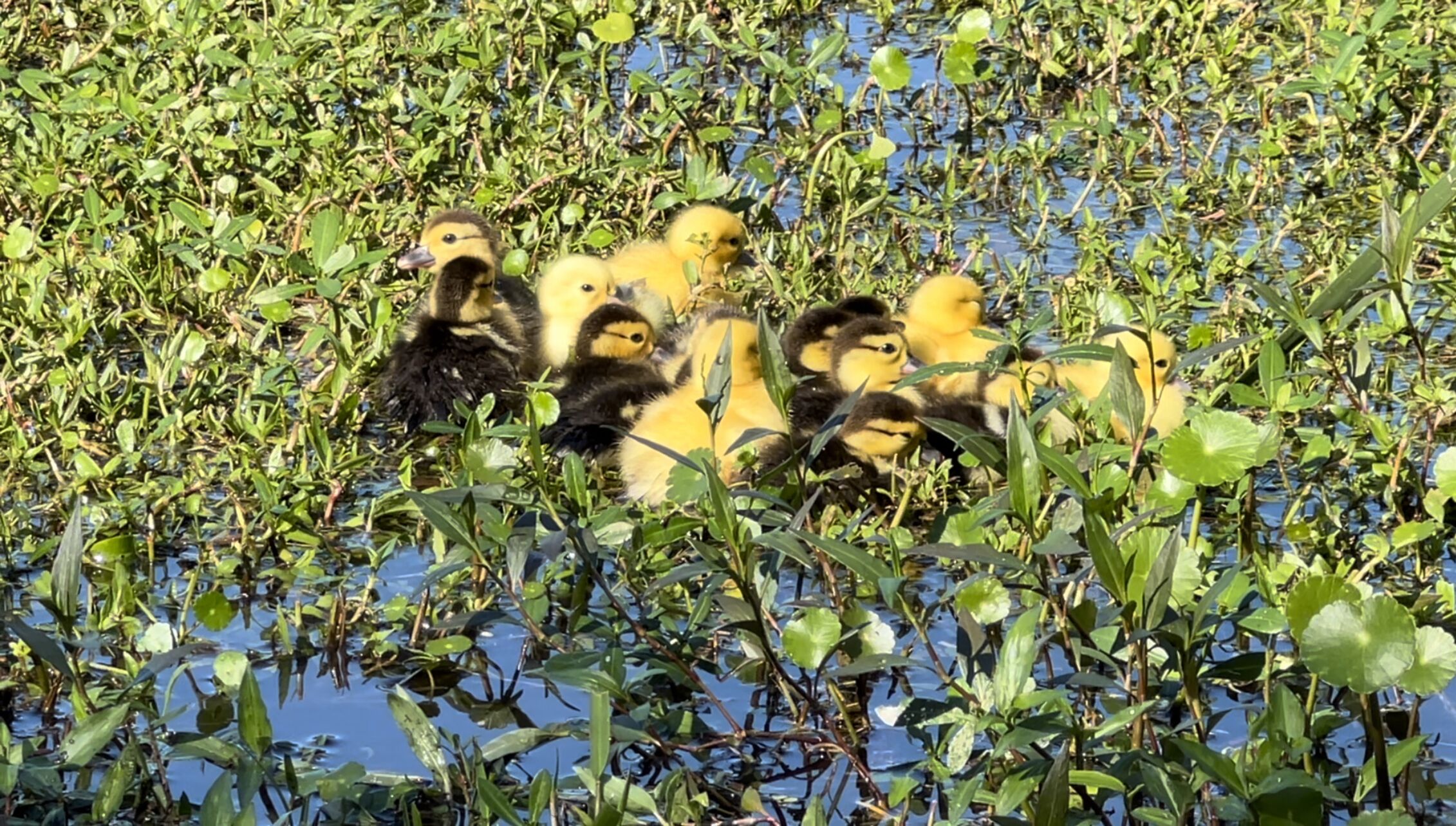 Un grupo de patitos en un hábitat acuático natural rodeado de vegetación.
