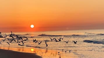 靠近海滩、沙滩椅