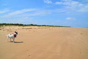Experience a serene beach setting with expansive sand dunes and a tranquil atmosphere.