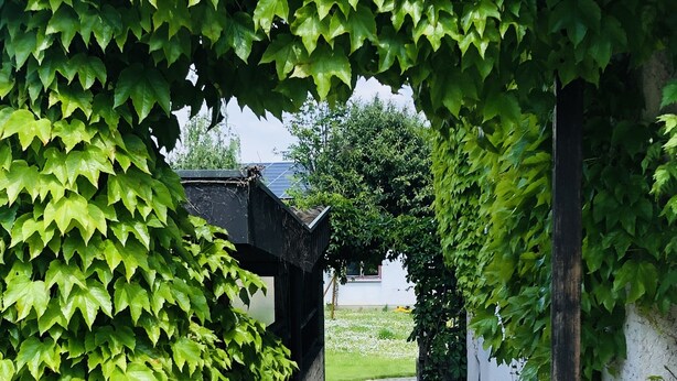 Un sendero adoquinado bordeado por follaje verde exuberante y una estructura de edificio rústica.