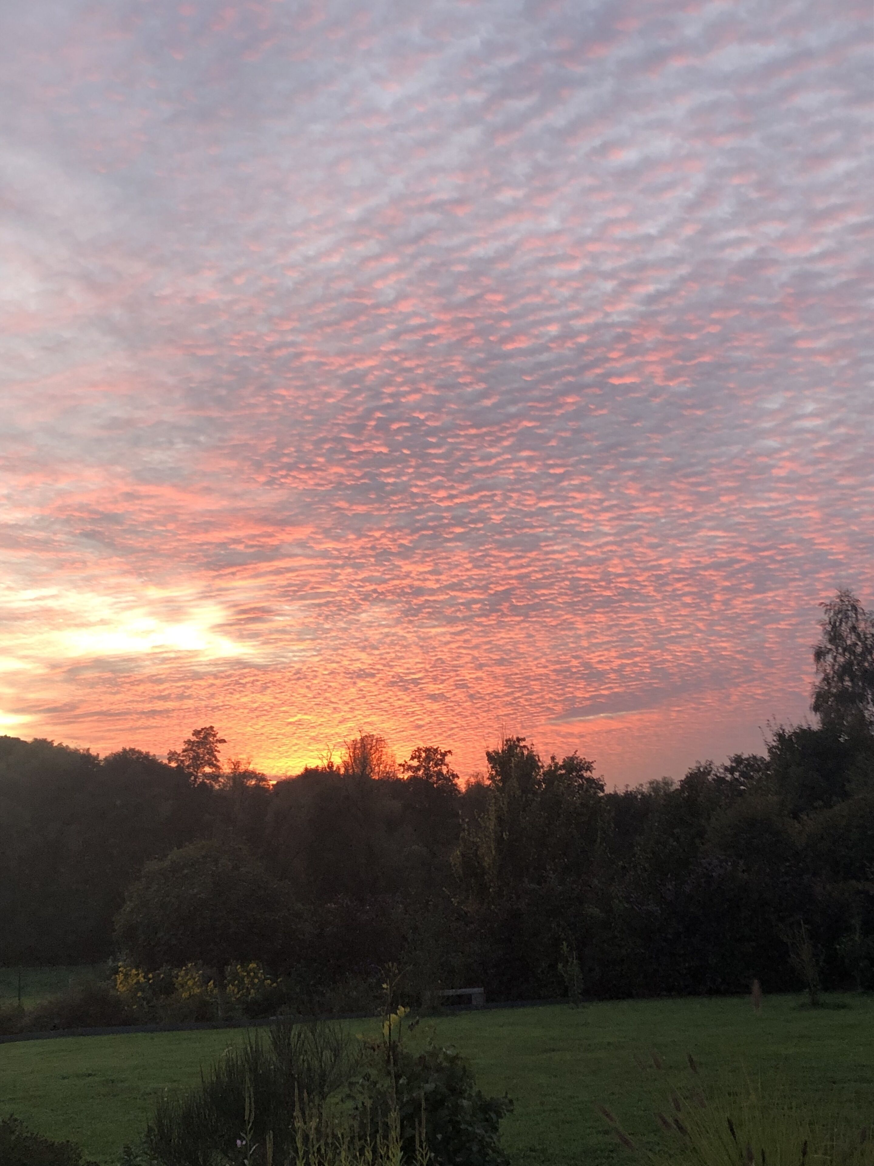 A sunset over a grassy field with trees in the background.