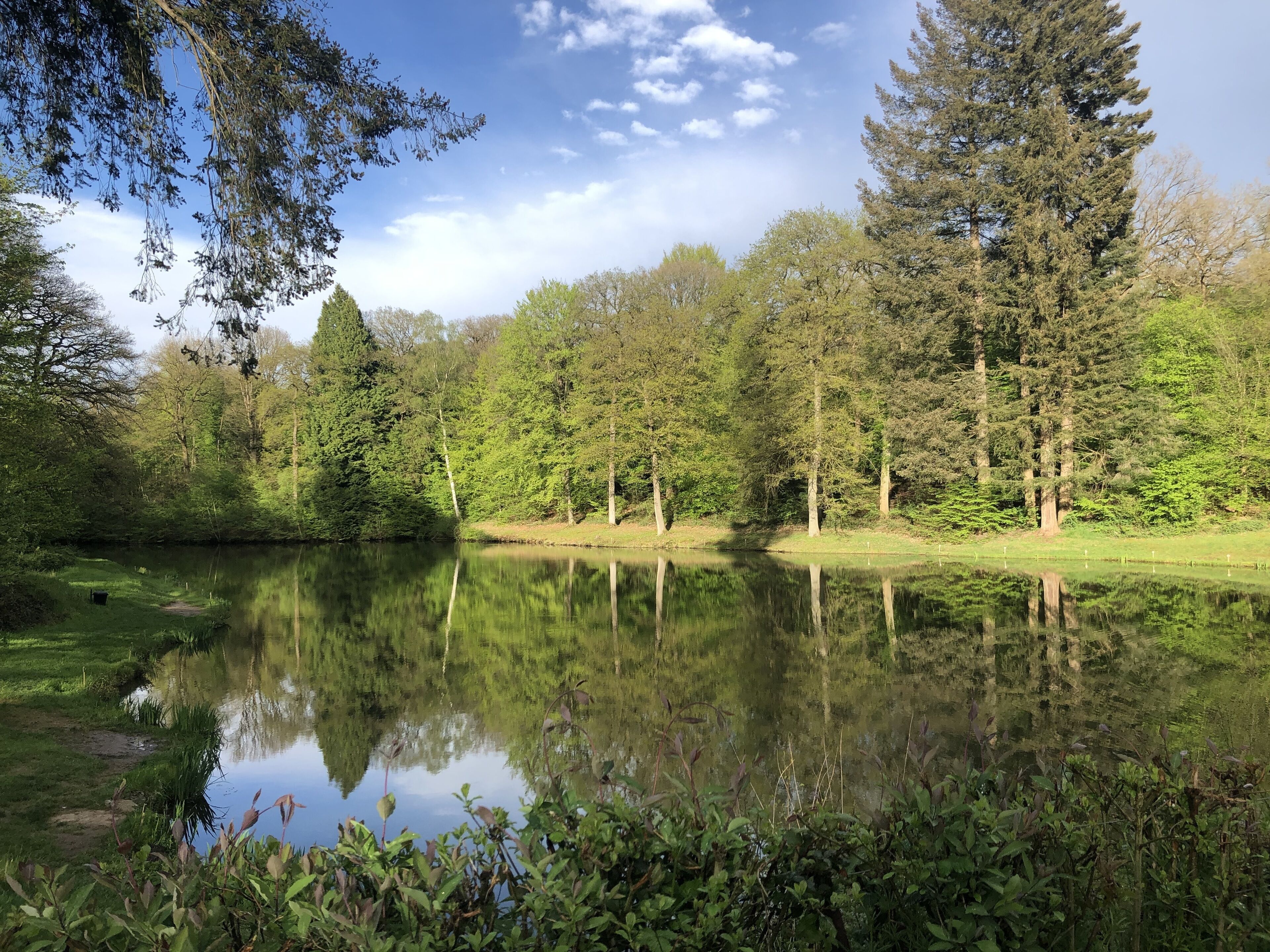 Ein ruhiger See, umgeben von dichtem Wald und hohen Bäumen.