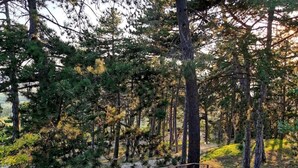 A forested area with a wooden staircase leading up. - Dream House (Arezzo)