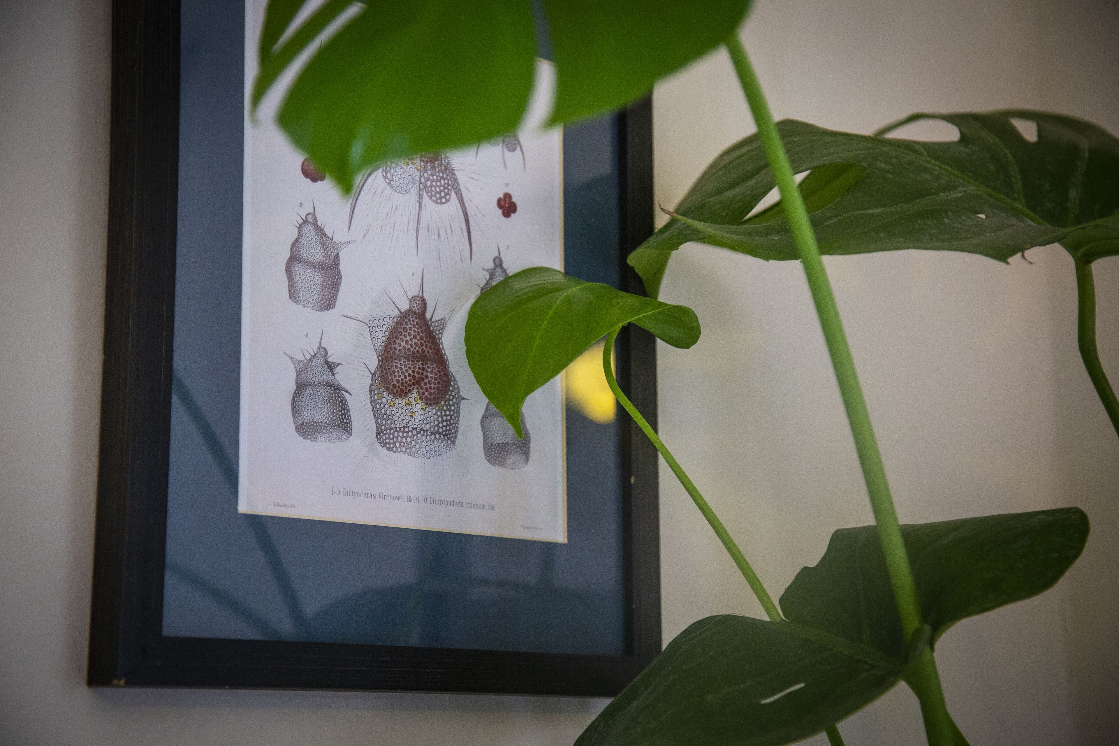 A framed botanical illustration on a wall.