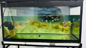 A rectangular aquarium with a clear glass front, a black frame, and a filtration system on the left. - Aathil Guest House (Nilaveli)