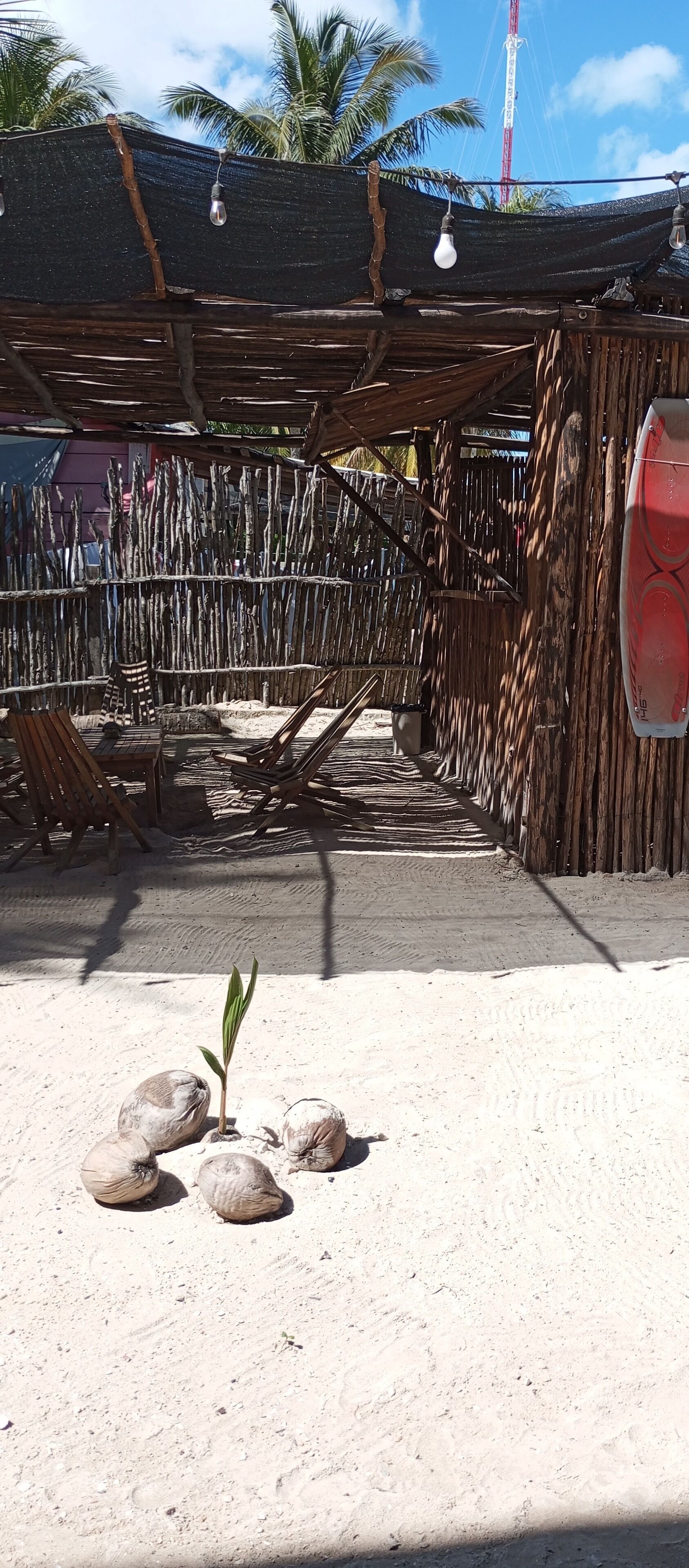 Ein Strandabschnitt mit einer Holzkonstruktion, einer Palme und einer kleinen Pflanze.