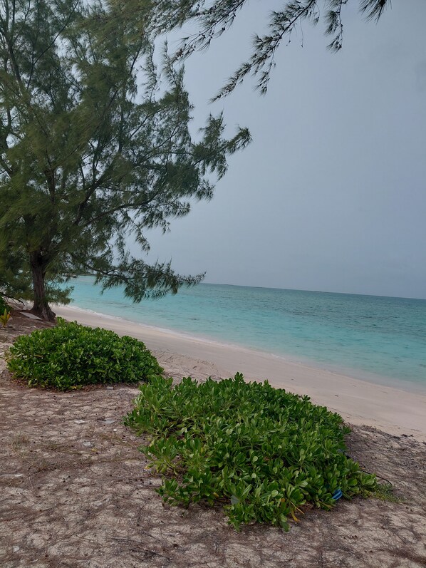 A beach with a tree and green shrubs in the foreground.