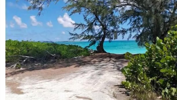 A sandy beach with a large tree and dense foliage in the foreground, leading to a clear blue sea.