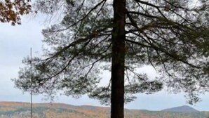 A picnic table and a large tree by a lake with a view of distant hills. - Lake St Catherine Cabin For Two with deck and lake access (Poultney)