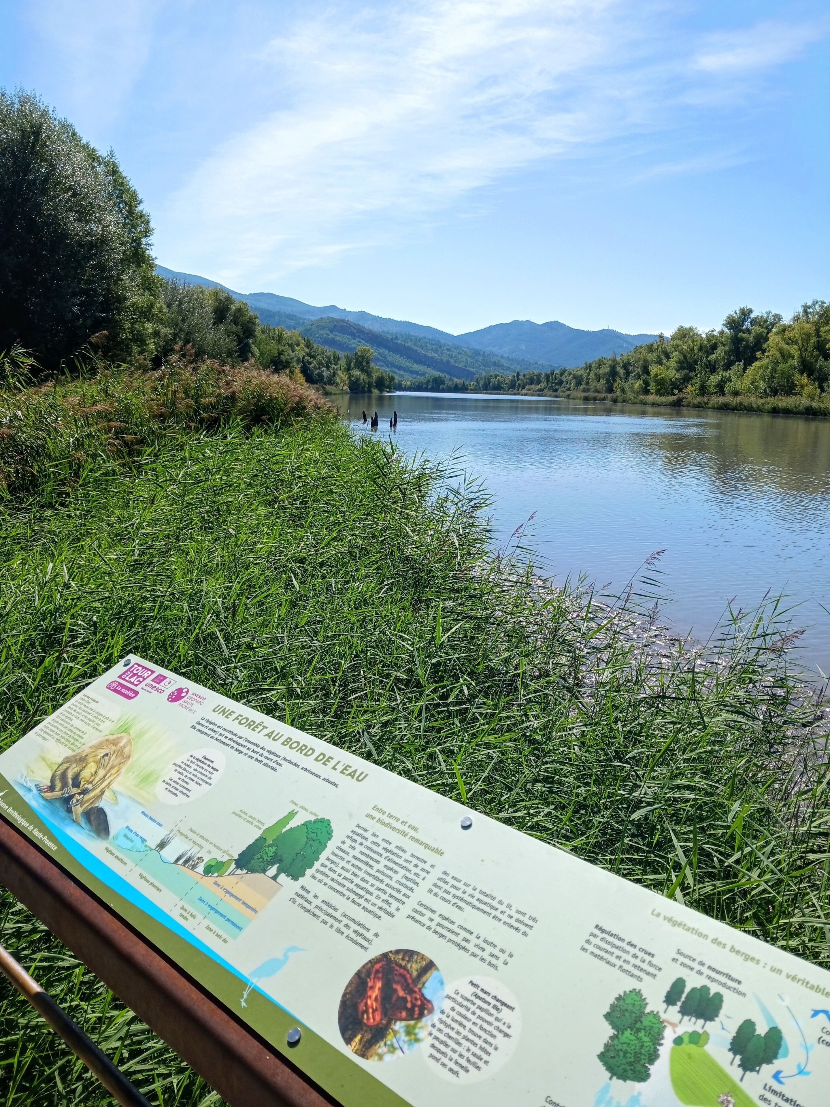 Un letrero con información sobre un bosque junto al agua, rodeado de exuberante vegetación y un lago tranquilo.