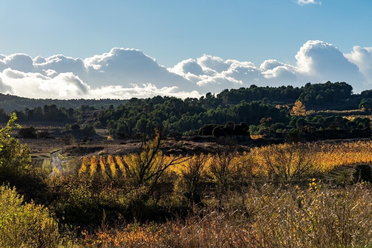 Un paysage comprenant une vallée, des arbres et un ciel dégagé.