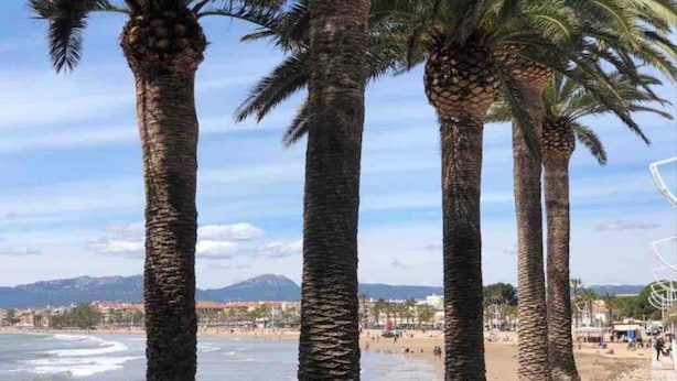 A beach with palm trees and a view of the ocean and distant mountains.