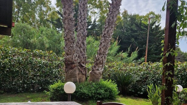 Un área de comedor al aire libre con una mesa preparada para dos, rodeada de abundante follaje y altas palmeras.