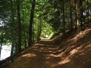 Metsäpolku, jonka molemmilla puolilla kasvaa puita ja jonka yllä on kirkas taivas.