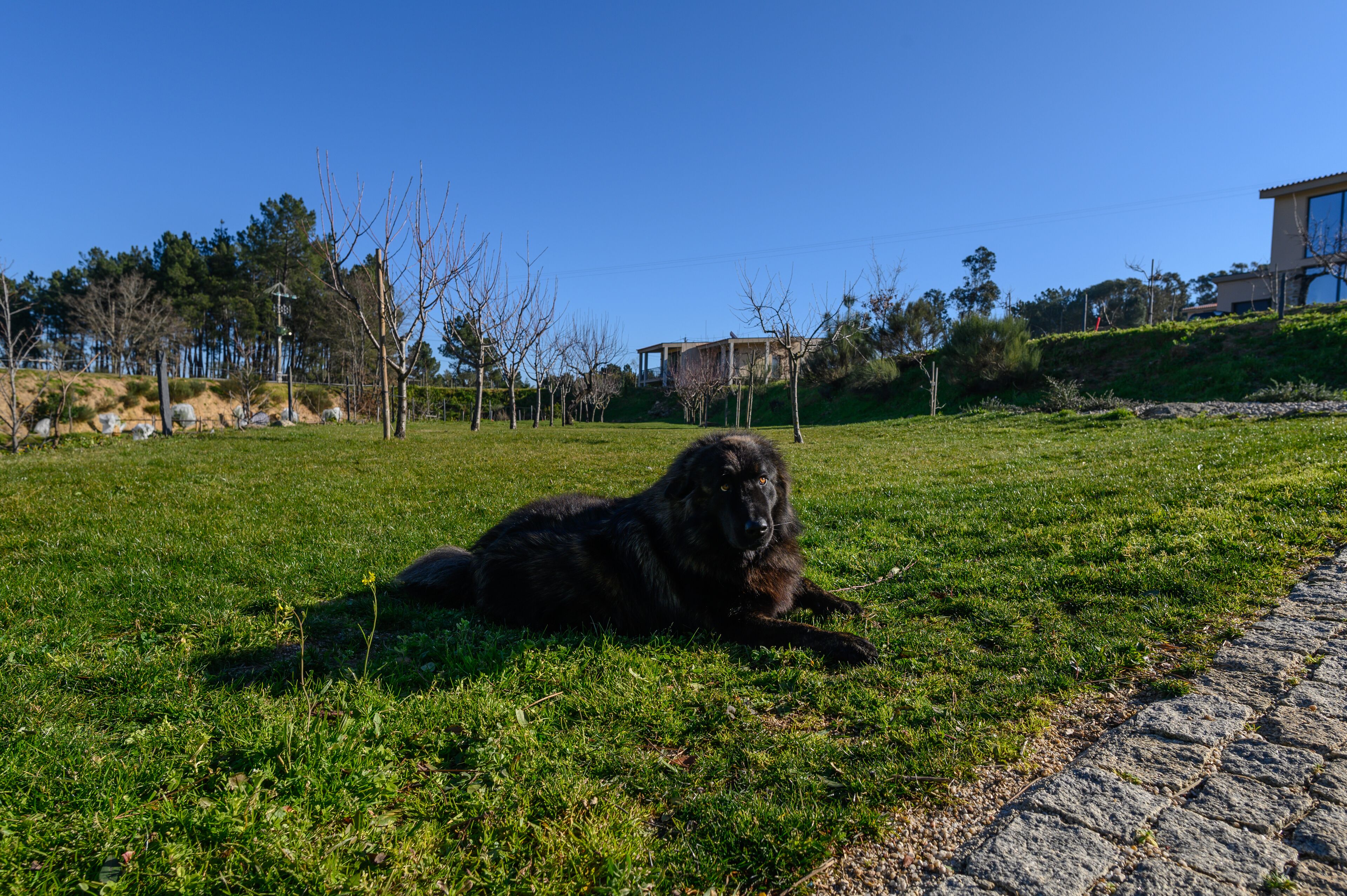 Un grand chien noir est allongé sur un champ d’herbe, avec un chemin pavé et des bâtiments en arrière-plan.