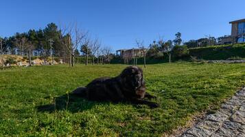 Un grand chien noir est allongé sur un champ d’herbe, avec un chemin pavé et des bâtiments en arrière-plan.