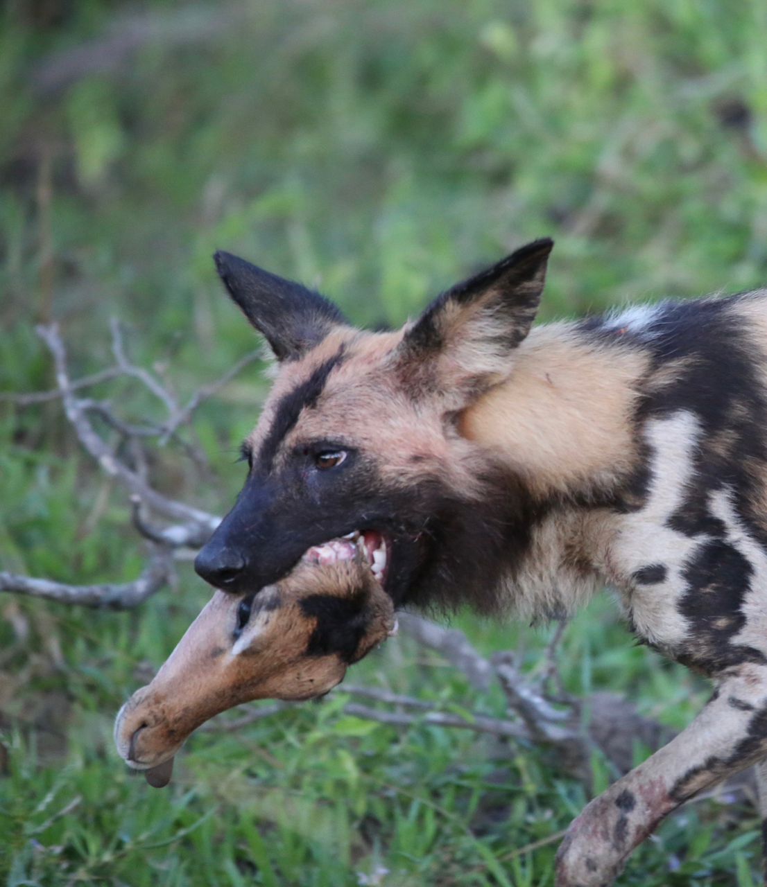 Un chien sauvage au pelage au motif distinctif, courant à travers un paysage naturel.