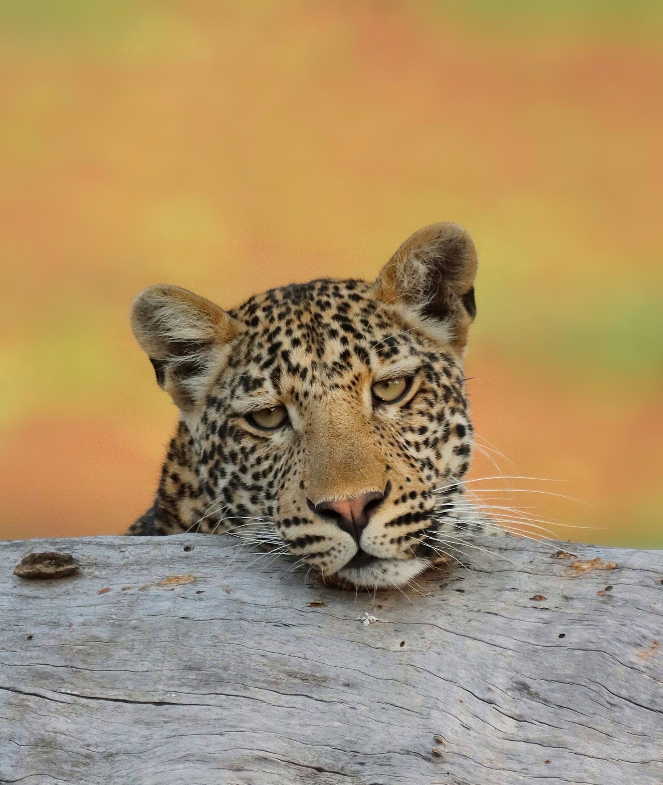 A leopard resting its head on a wooden surface.