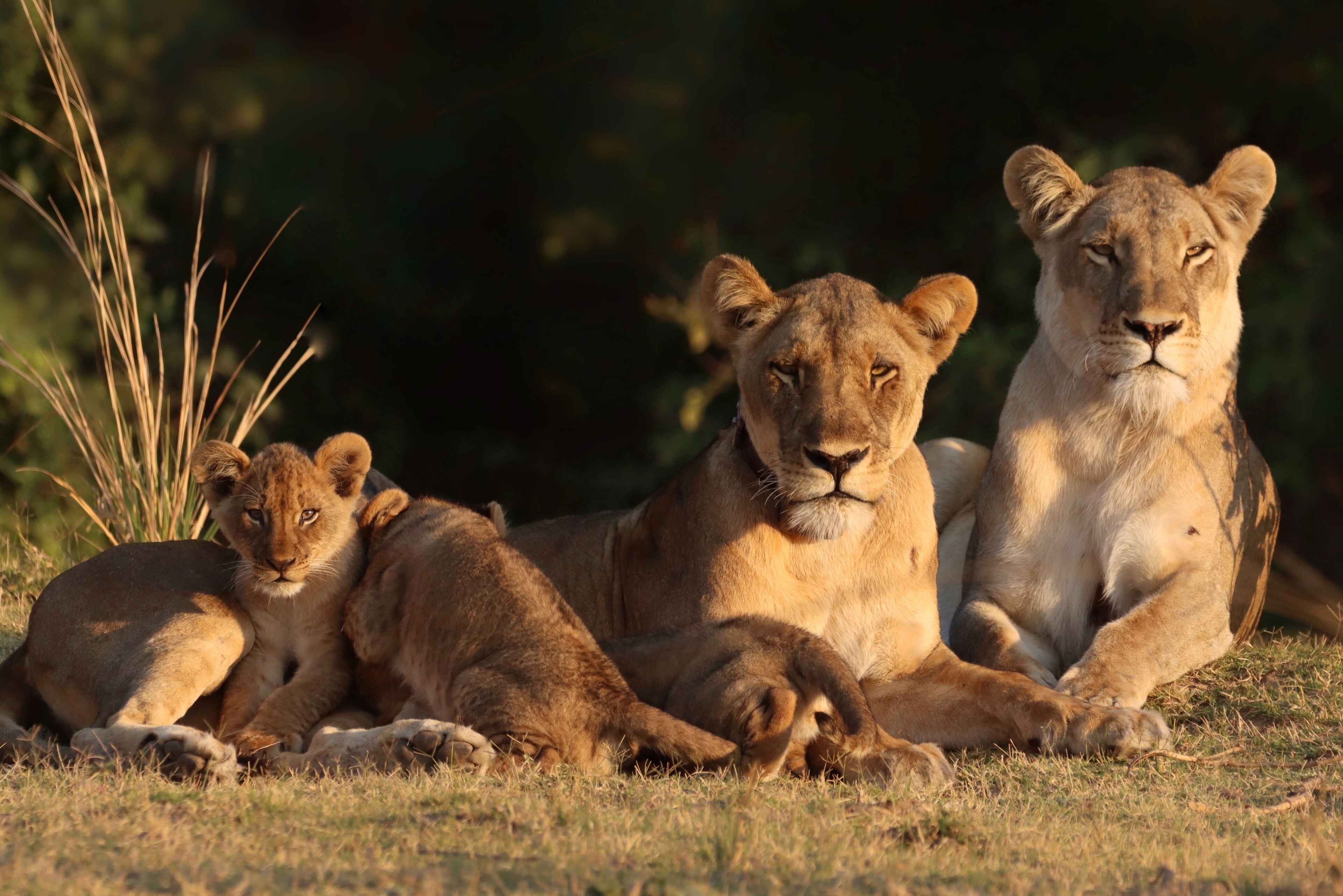 Game viewing