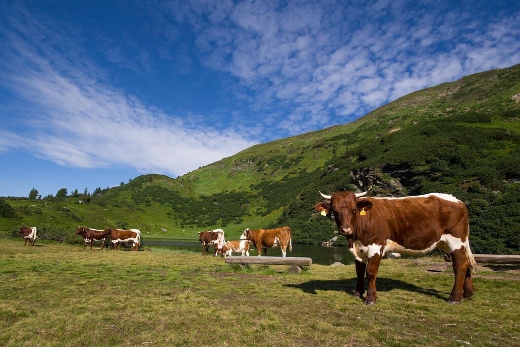 A grassy field with cows and a lake in the background.
