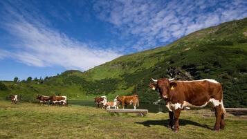 Un campo cubierto de hierba con vacas y un lago al fondo.