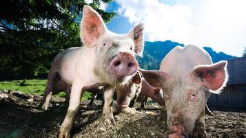 Ein Schwein in einem schlammigen Freigelände, im Hintergrund ein Holzbau.