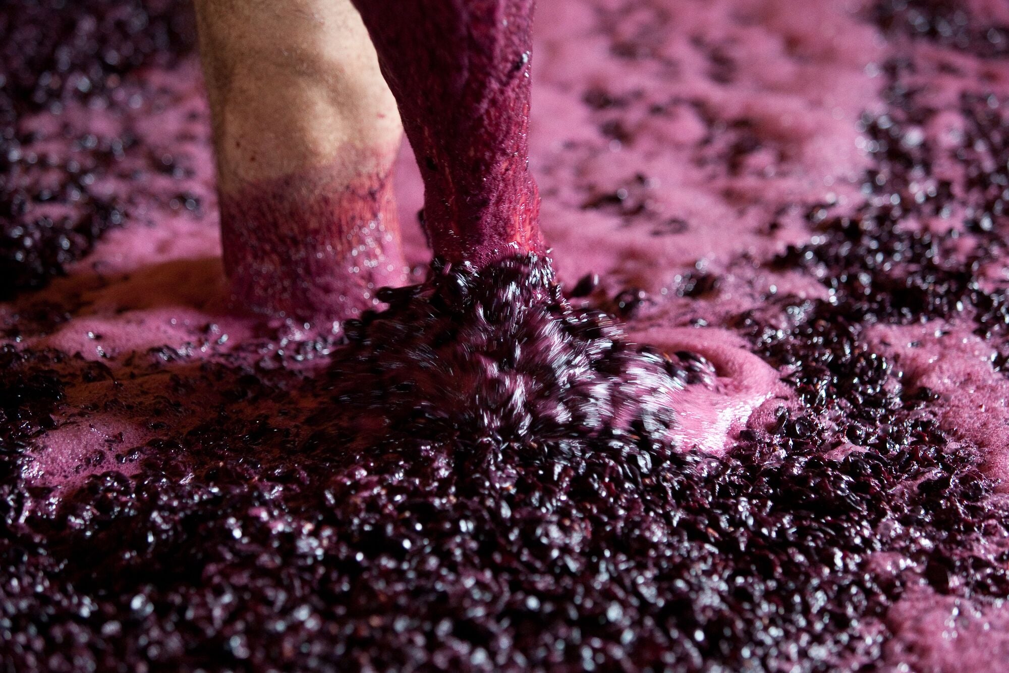 A close-up of a person's feet standing in a thick, dark purple substance.
