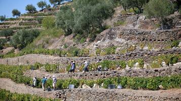 A vineyard with rows of grapevines on a hillside.