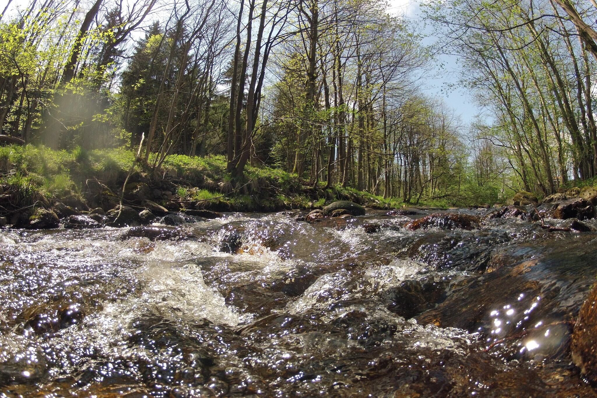 A forested area with a flowing stream.