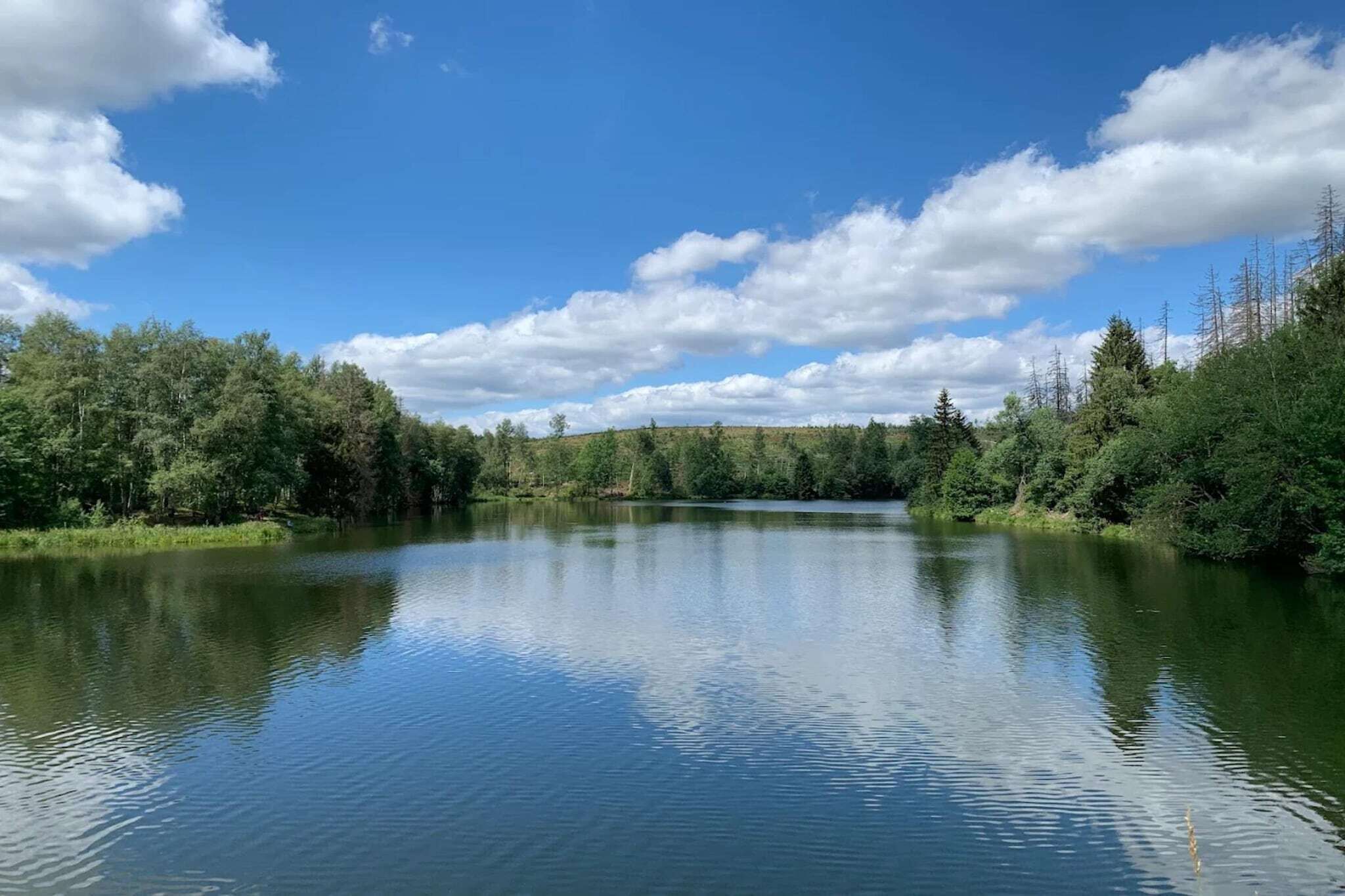 En rolig sø omgivet af tæt skov og en klar blå himmel.