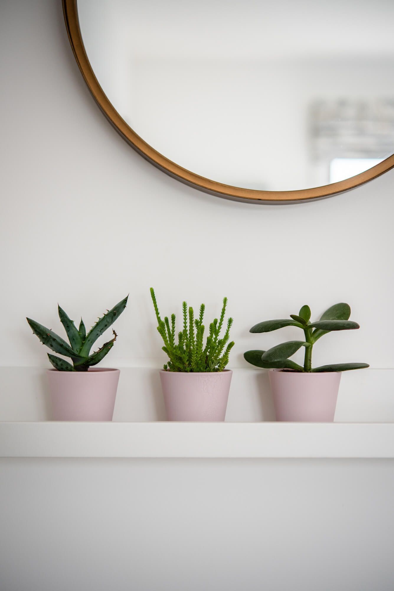 Trois plantes en pot sont disposées sur une étagère blanche, adossée à un mur blanc, et un miroir à cadre doré est placé au-dessus.