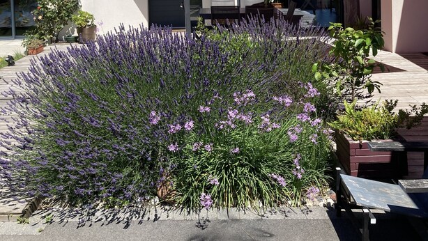 A modern house with a patio, outdoor seating, and a garden with lavender and other plants. - Maison Guidel, 5 mn de L'ocean (Guidel)