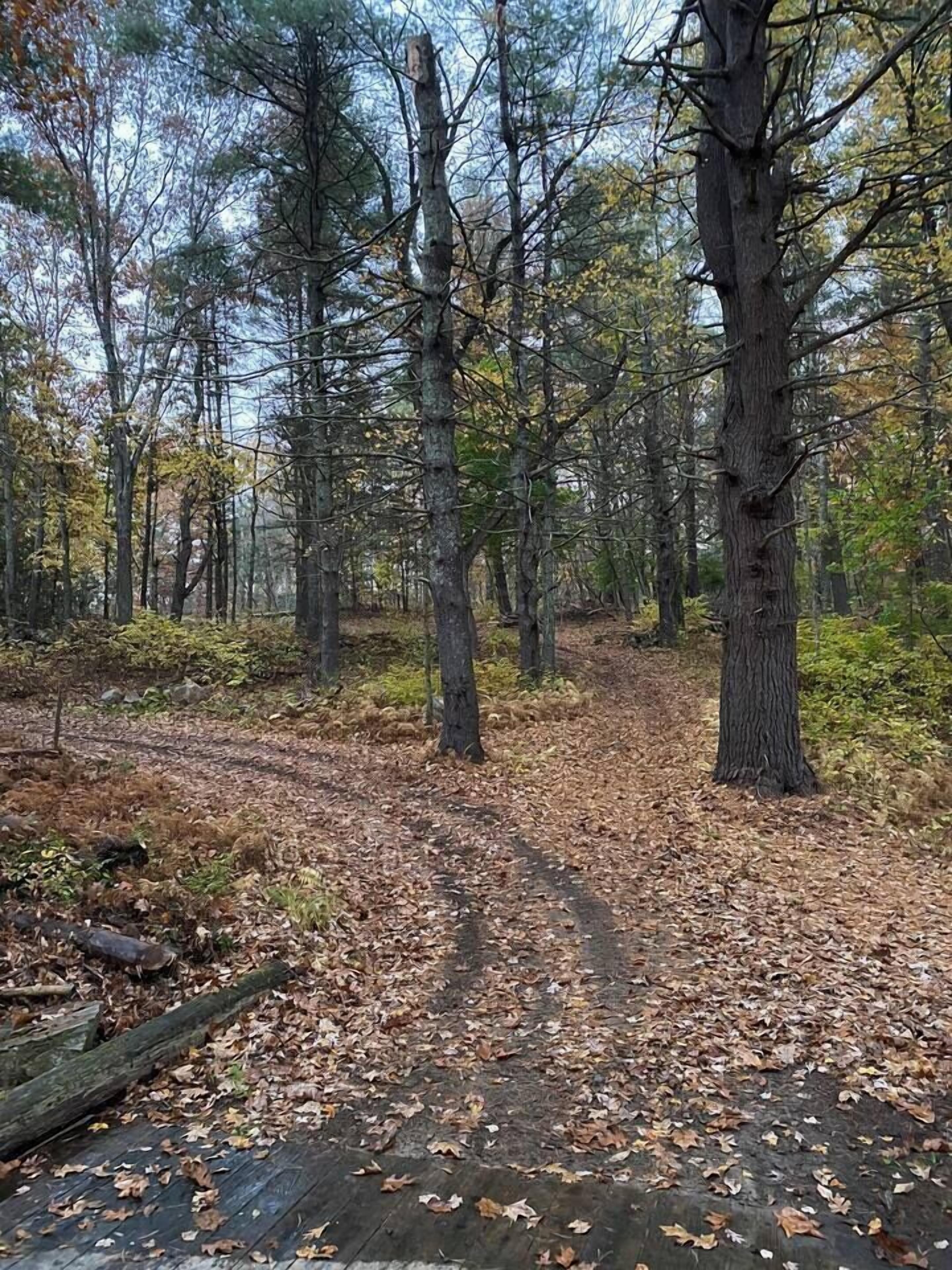 A forested area with a dirt path.