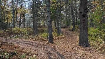 A forested area with a dirt path.