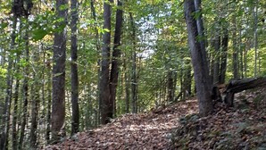 A forested area with a path covered in fallen leaves. - The 100 Acre Woods located in the Appalachian mountains Clintwood Va (Clintwood)