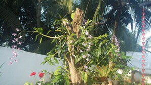 A garden with a tree, potted plants, and a white wall.