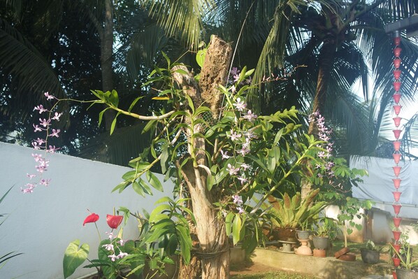 A garden with a tree, potted plants, and a white wall. - Villa Joana Ahangama Sri Lanka (Ahangama)