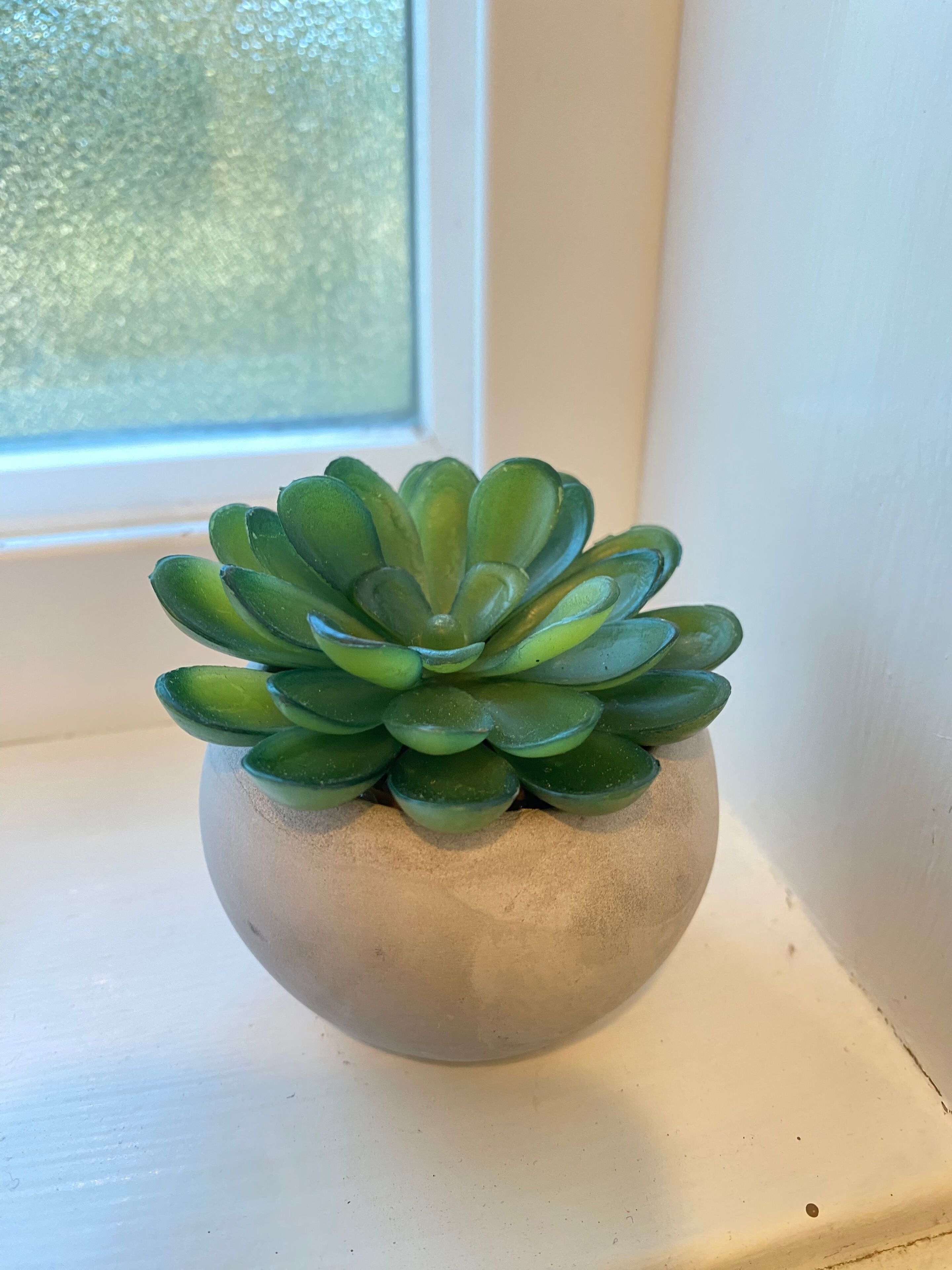 A succulent plant in a round, beige pot on a windowsill.