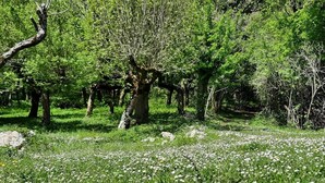 Eine natürliche Landschaft mit Bäumen und einem Feld voller weißer Blumen.