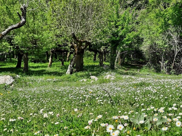 Un paisaje natural con árboles y un campo de flores blancas.